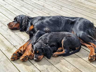 Mom with puppy