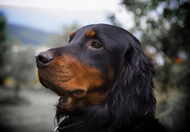 Scottish Setter