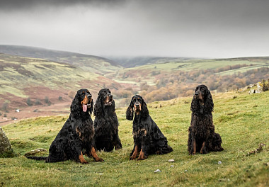 Scottish Setter