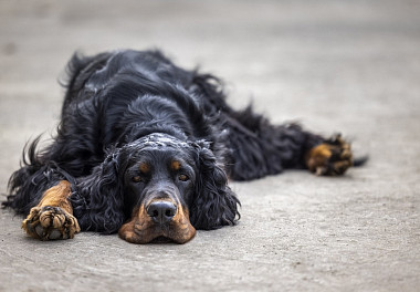 Scottish Setter