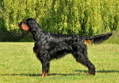 Scottish Setter