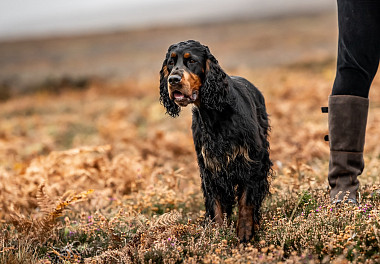 Scottish Setter