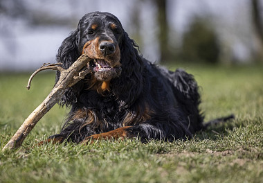 Scottish Setter