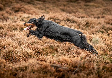 Scottish Setter