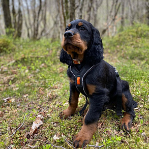 Scottish Setter