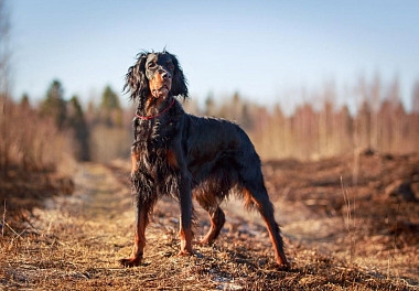 Scottish Setter