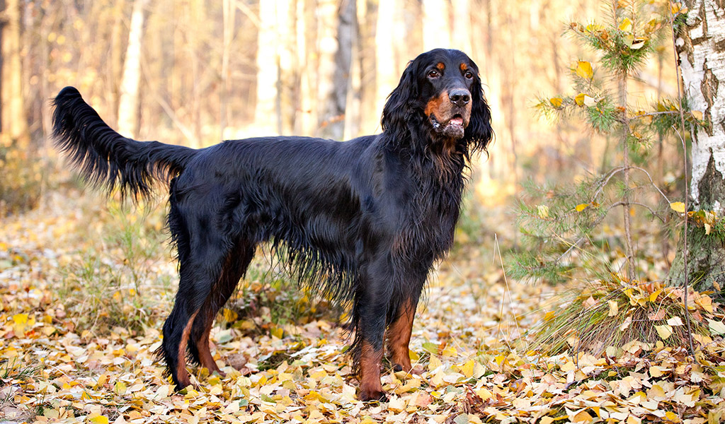 Scottish Setter