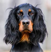 Scottish Setter