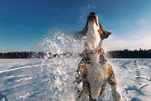 Entlebucher zennenenhund