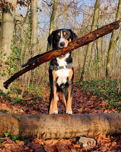 Entlebucher sennenhund is a hardy dog