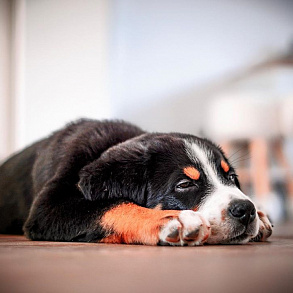 Entlebucher zennenenhund