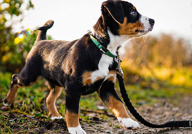 Entlebucher zennenenhund