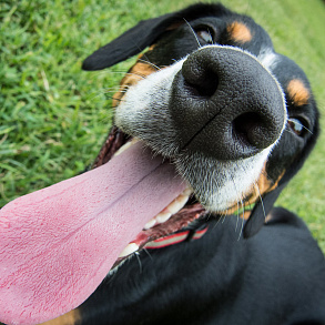 Entlebucher zennenenhund