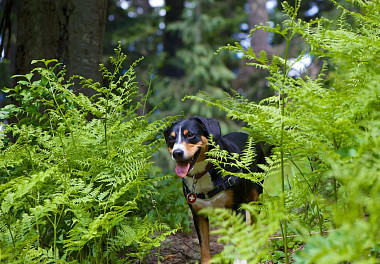 Entlebucher sennenhund