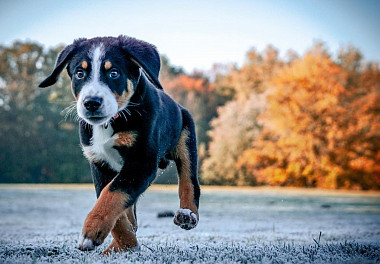 Entlebucher sennenhund