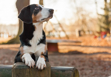 Entlebucher sennenhund