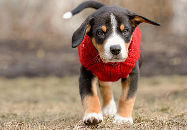 Entlebucher sennenhund