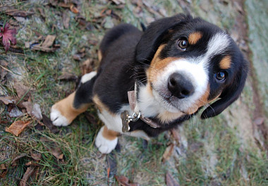 Entlebucher sennenhund