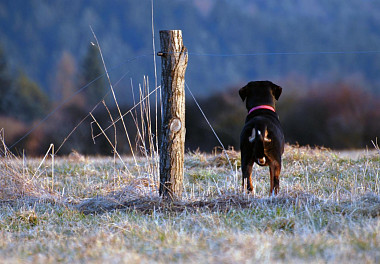 Entlebucher zennenenhund