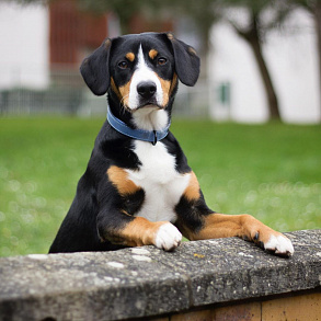 Entlebucher zennenenhund