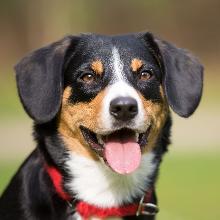 Entlebucher sennenhund