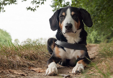 Entlebucher zennenenhund