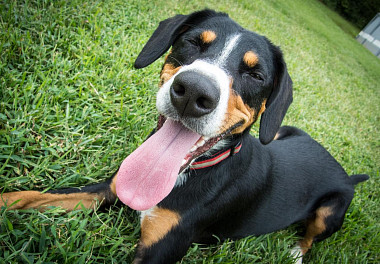 Entlebucher zennenenhund