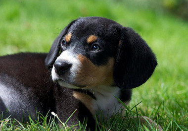 Entlebucher sennenhund