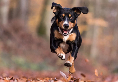 Entlebucher zennenenhund