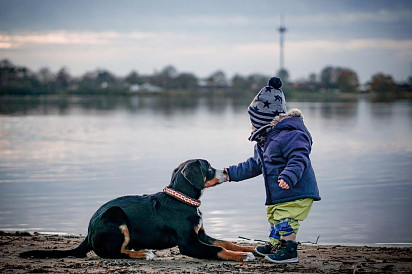 Entlebucher zennenenhund with child