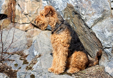 Erdelterrier