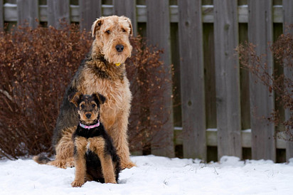 Mom with puppy