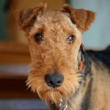 Airedale Terrier