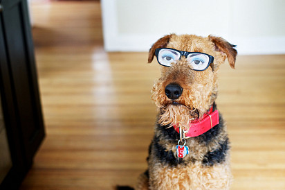 Erdelterrier is a very erudite dog