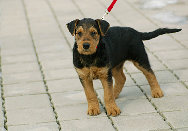 Erdel Terrier