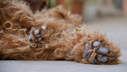 Erdelterrier Paws