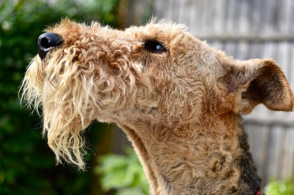 Erdelterrier Head Haircut