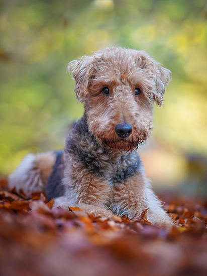 Erdelterrier puppy