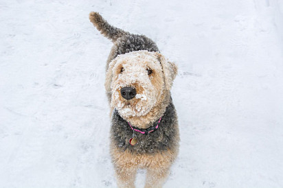 Fluffy face writhing in the snow