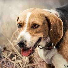 Estonian hound