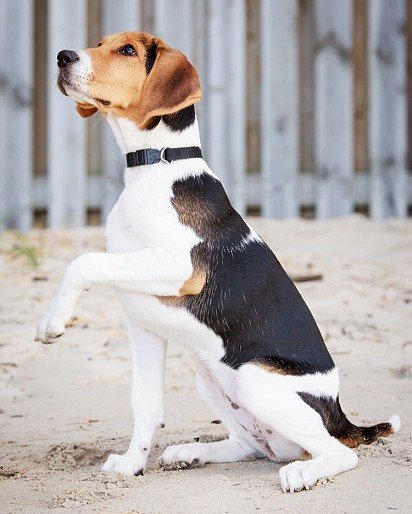 5-month-old Estonian Hound puppy