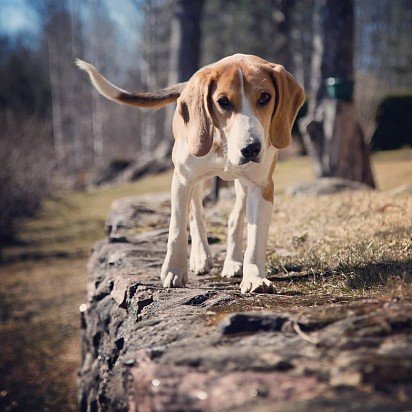 Estonian Hound on a Walk