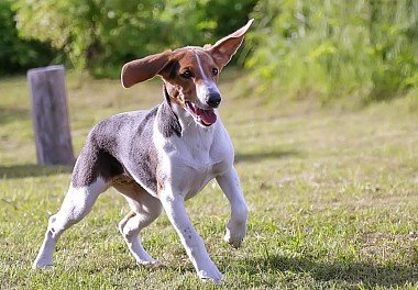 Estonian Hound