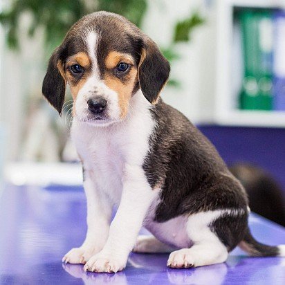 Estonian Hound Puppy