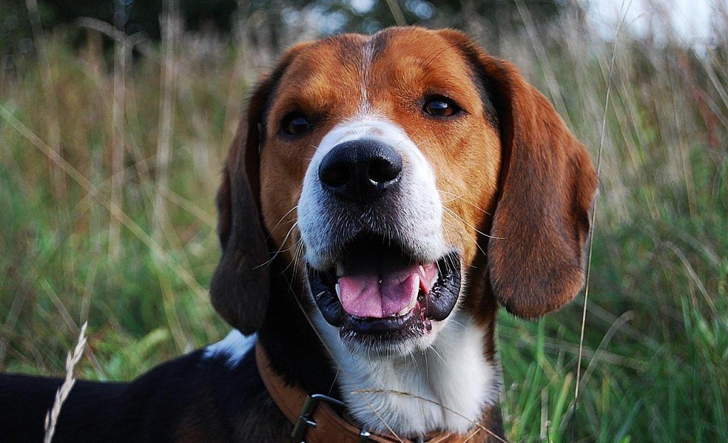 Estonian Hound Muzzle