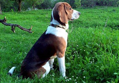 Estonian Hound