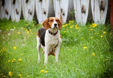 Estonian Hound