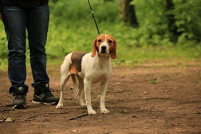 Estonian Hound on Leash