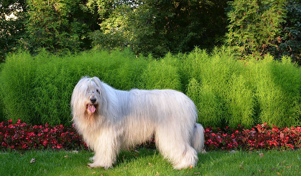 South Russian Sheepdog