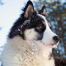 Yakut husky